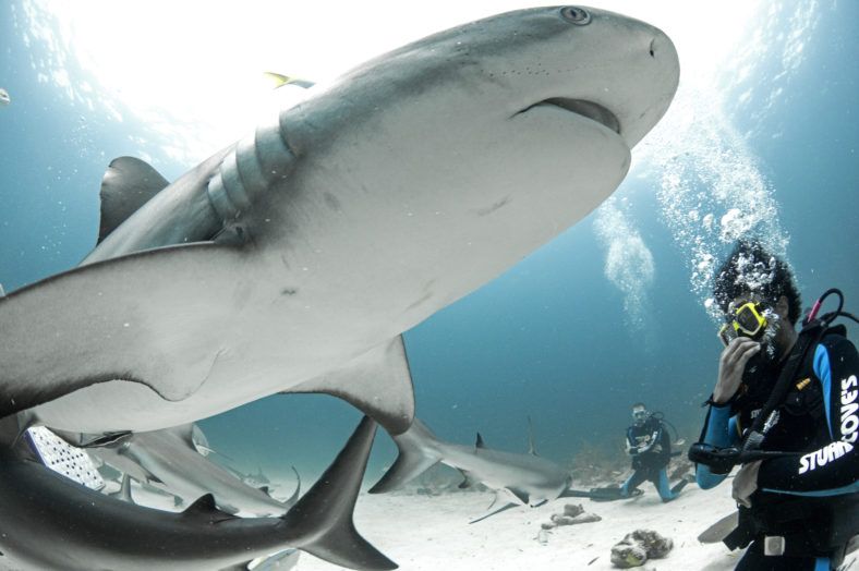 Shark Week