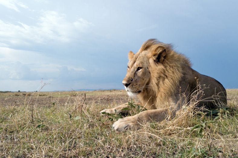Serengeti